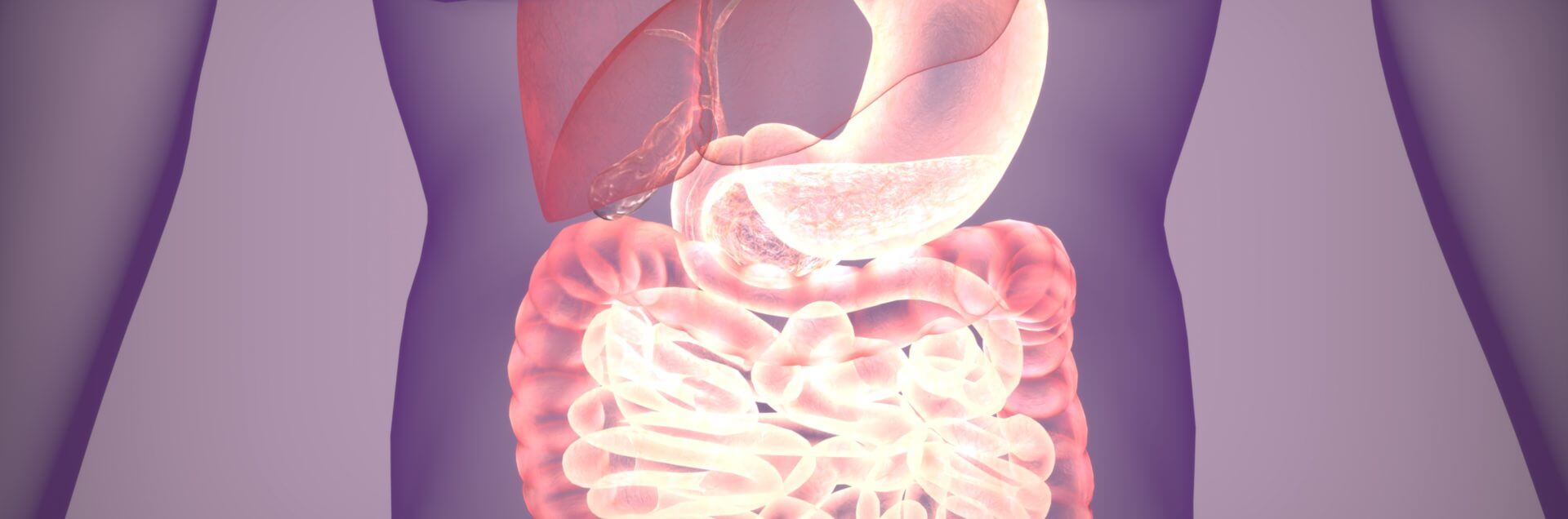 3d illustration of digestive system