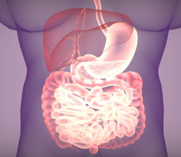 3d illustration of digestive system